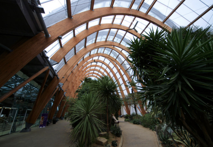 curved glulam members at Sheffield Winter Gardens U.K.