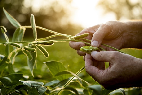 Soybean crops