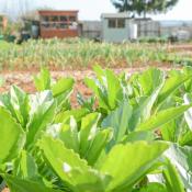 Plants in garden with small greenhouse sheds in background