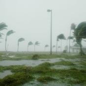 Hurricane, palm trees