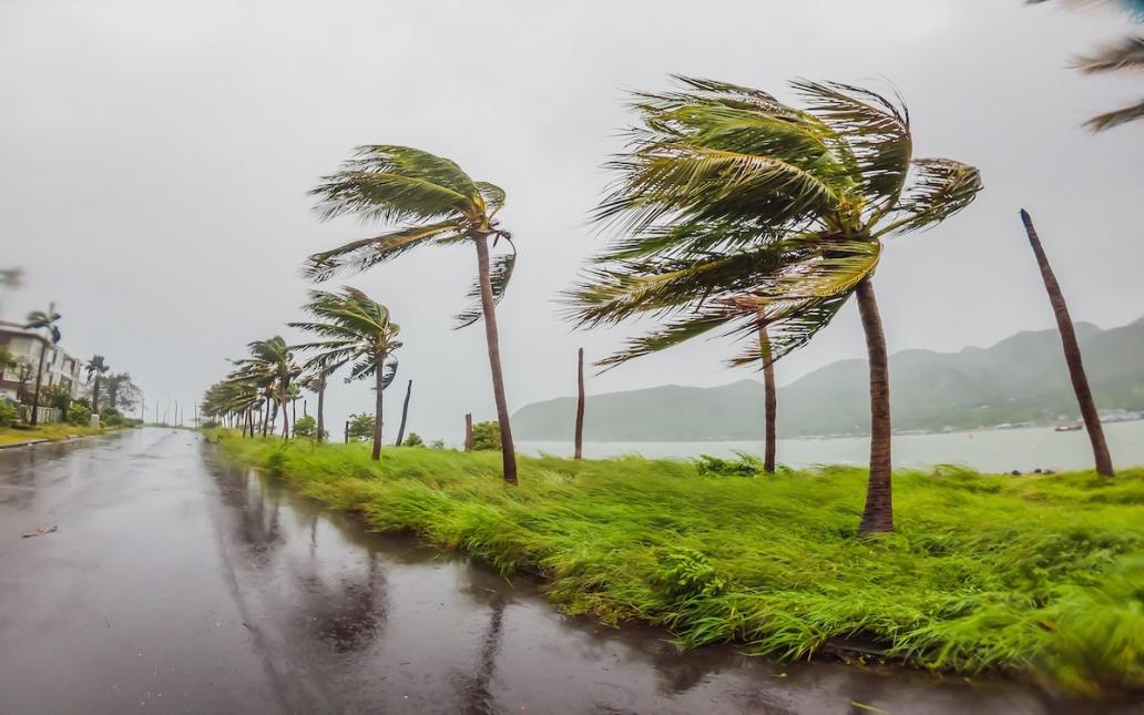 Hurricane-force winds cause palm trees to bend