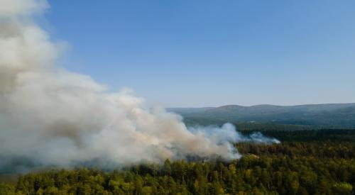 Smoke sits over a pine forest, indicating a wildfire 