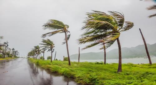 Hurricane-force winds cause palm trees to bend