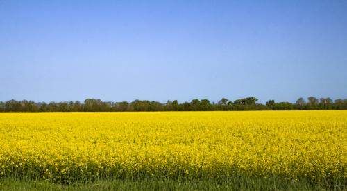 Landscape depicting Ukrainian flag colors