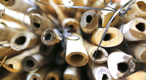 Industry leaders call for wider use of bamboo as a building material