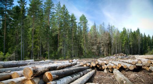 Harvested timber