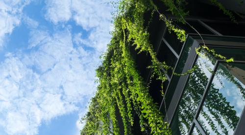 Building with hanging greenery