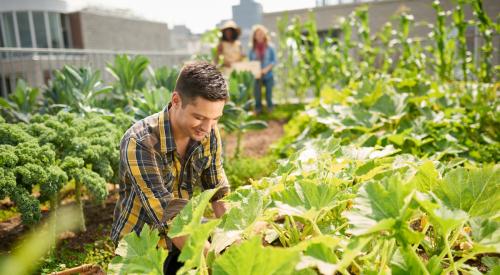 Person farming