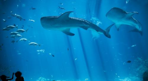 Whale Shark Atlanta Aquarium