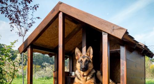 Dog house