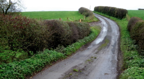 Road leading up grassy hill with hedges on either side