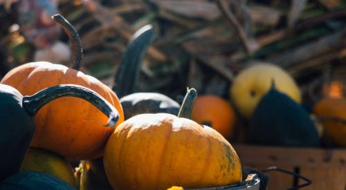 Pumpkins in a basket