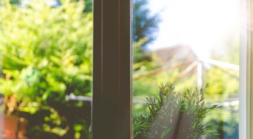 plant on windowsill