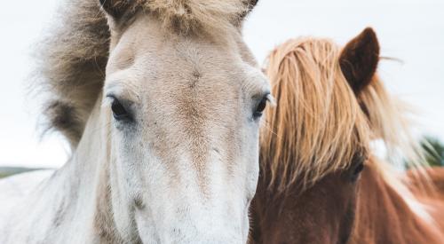 Two horses