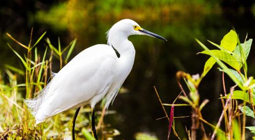 Heron in Everglades