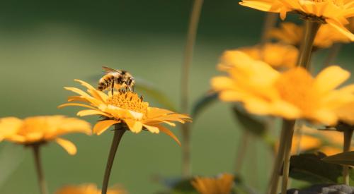 Bee pollinating flower