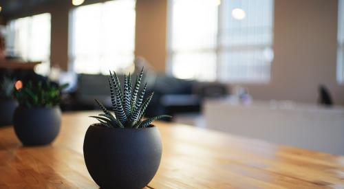 Plant on desk in office