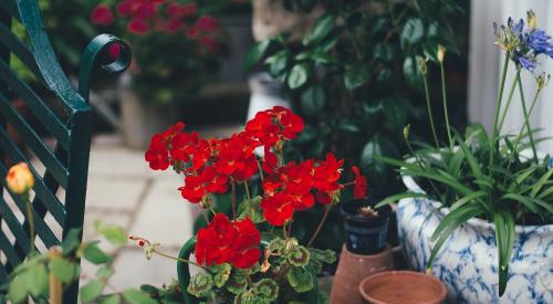 Plants in pots at home