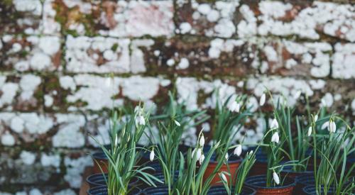 Flowers in pots on table in front of exposed brick wall