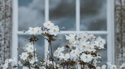 Flowers outside of window