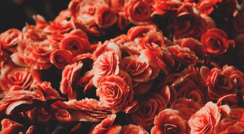 Red roses