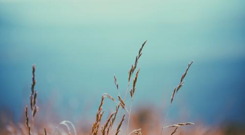 wheat field