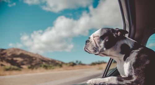 Dog in car with head out window