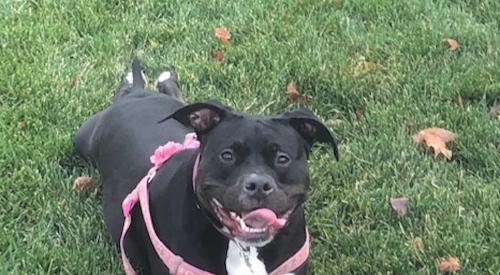 pit bull dog with Frisbee toy