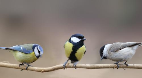 Birds on Stick