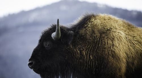 Bison Yellowstone