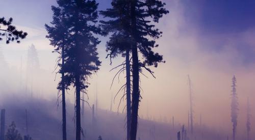 Dawn after wildfire in a forest