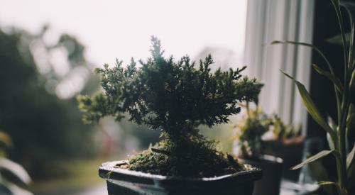 plant on windowsill