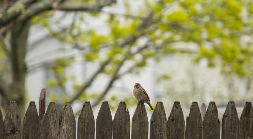 backyard fence