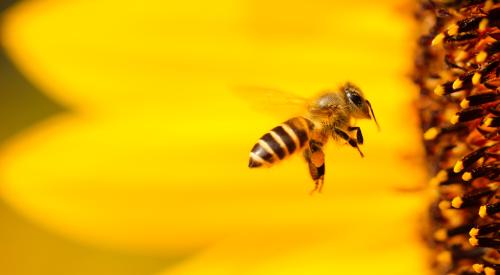 Bee pollinating flower