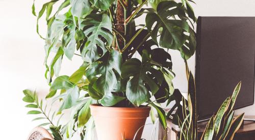 House interior with many houseplants