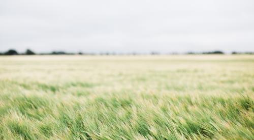 farm field