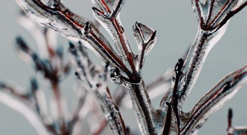 Icy branches