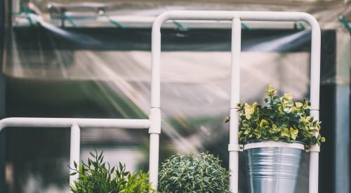 Potted plants