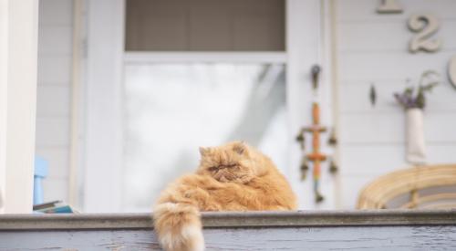 Cat on front steps