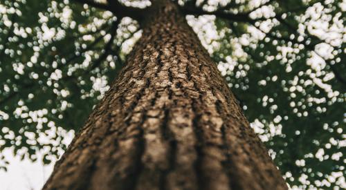 tree trunk wood