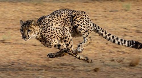 Cheetah running