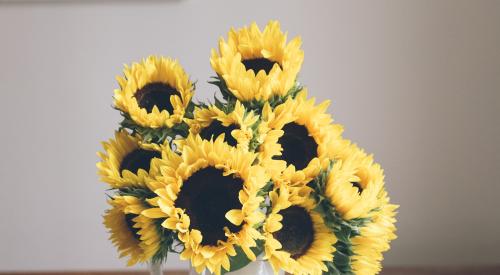 Sunflowers on a dining table in a home