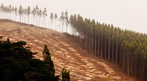 clear cut forest