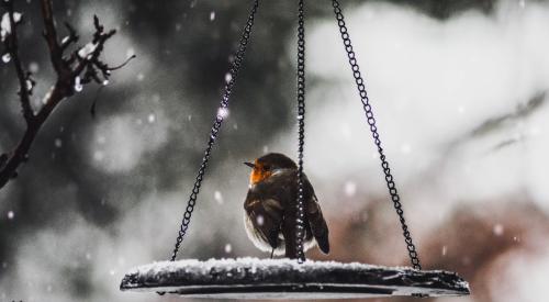 Bird on a ledge