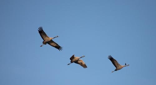 Crane Migration