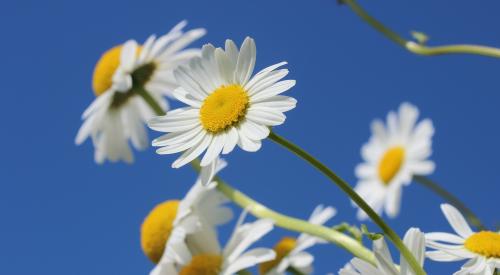 Daisies in full bloom