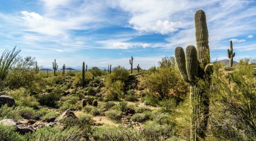 Cactus in the Arizona desert