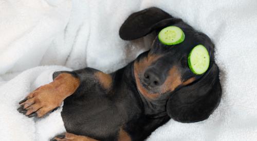 Daschound with cucumber eye treatment