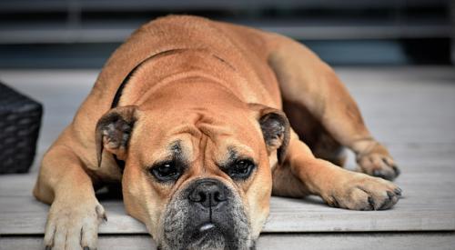 dog laying on a porch