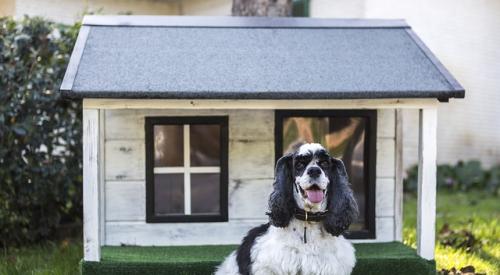 Dog in Front of House